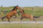 Wild mustang stallions battle as their bands come together at a water hole Art Print